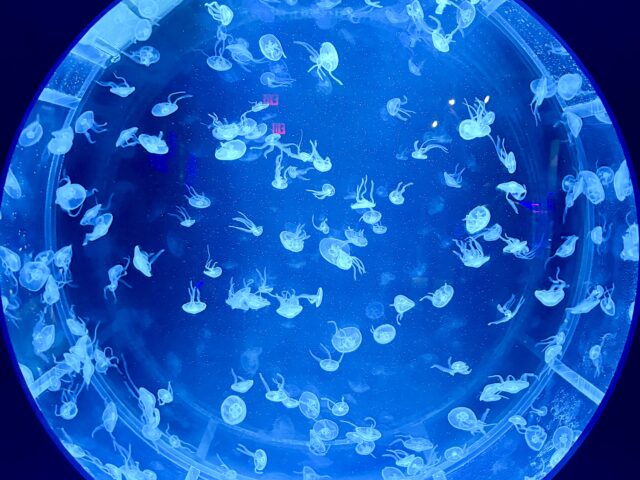 Jellyfish Museum Pompano Beach: A South Florida Field Trip You Don’t Want to Miss