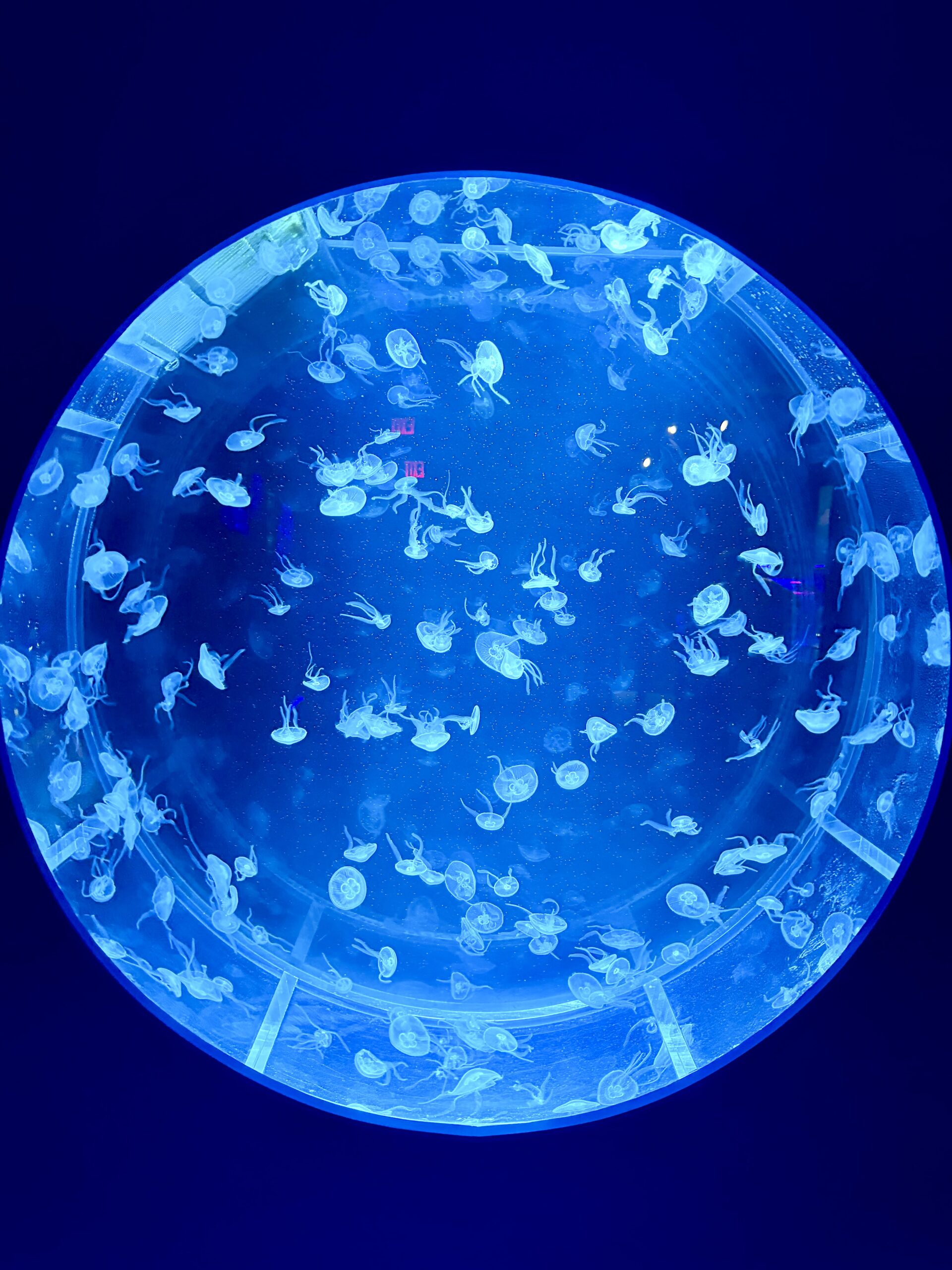 Overhead view of dozens of jellyfish glowing in a circular blue-lit tank at the Jellyfish Museum Pompano Beach
