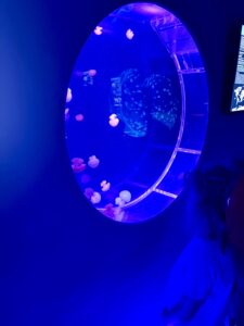 Round jellyfish aquarium with blue lighting viewed from the side at the Jellyfish Museum Florida