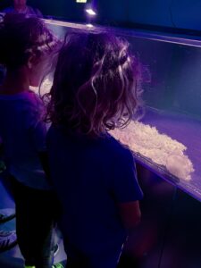 Child looking at a large white jellyfish up close in a purple-lit tank at the Jellyfish Museum