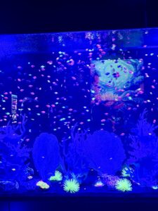 Kids watching glow fish float in a blue-lit rectangular aquarium tank at the Jellyfish Museum