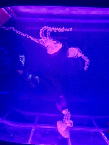 Pink glowing jellyfish display with purple lighting at the Jellyfish Museum in Pompano Beach